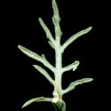 VTax3274.Ex1_.Img9_.jpg