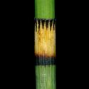 VTax4777.Ex1_.Img1_.jpg