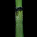 VTax4777.Ex1_.Img2_.jpg