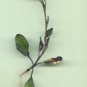 VTax4779.Ex1_.Img1_.jpg