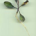 VTax4779.Ex1_.Img2_.jpg