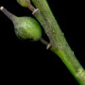 VTax4779.Ex1_.Img3_.jpg
