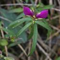 VTax1457.Ex1.Img5