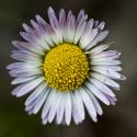VTax2990.Ex1.Img4