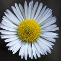VTax2990.Ex1.Img5