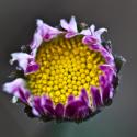 VTax2990.Ex1.Img6