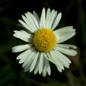 VTax2990.Ex1.Img8