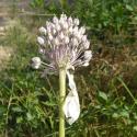VTax3569.Ex1.Img3