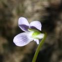 VTax1285.Ex1.Img3