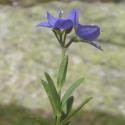 VTax2665.Ex1.Img2