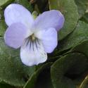 VTax1296.Ex2.Img1