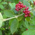 VTax2865.Ex2.Img1