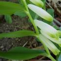 VTax3593.Ex1.Img5