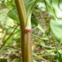 VTax3593.Ex2.Img5