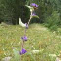 VTax2942.Ex2.Img3