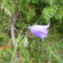 VTax2956.Ex1.Img10