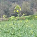 Img.VTax1013.Ex1.Img6