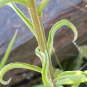 Img.VTax1063.Ex1.Img7