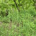 Img.VTax1088.Ex1.Img1