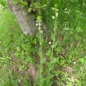 Img.VTax1088.Ex1.Img3