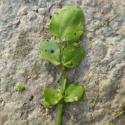 Img.VTax1106.Ex1.Img6