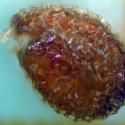 Img.VTax1109.Ex2.Img1