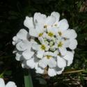 Img.VTax1142.Ex2.Img1