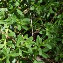 Img.VTax1142.Ex2.Img4