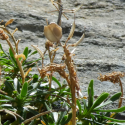 Img.VTax1142.Ex3.Img6