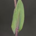 Img.VTax1163.Ex2.Img1