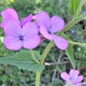 Img.VTax1187.Ex1.Img1