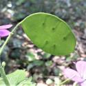 Img.VTax1187.Ex1.Img6