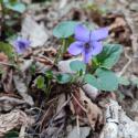 Img.VTax1299.Ex3.Img3