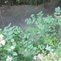 Img.VTax1315.Ex4.Img1