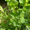 Img.VTax1322.Ex2.Img5