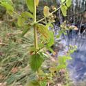 Img.VTax1322.Ex2.Img6
