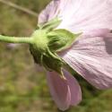 Img.VTax1346.Ex1.Img5