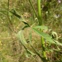 Img.VTax1346.Ex1.Img6