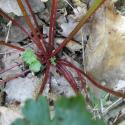 Img.VTax1365.Ex4.Img7