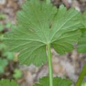 Img.VTax1365.Ex4.Img9