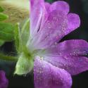 Img.VTax1376.Ex1.Img3
