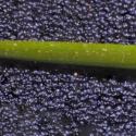 Img.VTax1385.Ex1.Img15