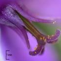 Img.VTax1385.Ex1.Img8