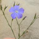 Img.VTax1405.Ex1.Img3