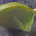 Img.VTax1425.Ex1.Img7