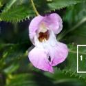 Img.VTax1425.Ex1.Img9