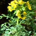 Img.VTax1440.Ex1.Img6