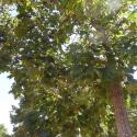 Img.VTax1446.Ex1.Img1
