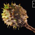 Img.VTax1454.Ex1.Img1