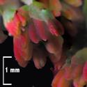 Img.VTax1456.Ex4.Img3